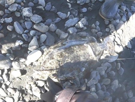 あけおめ青物とヒラメ